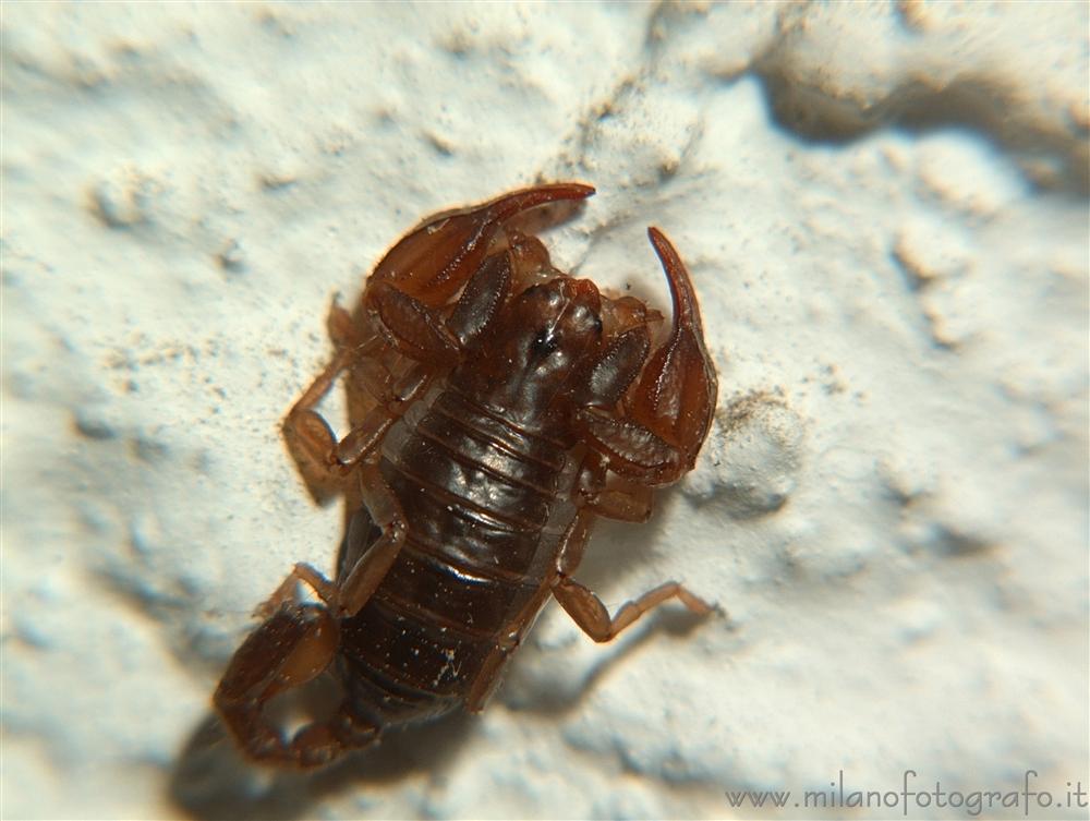 Valmosca fraction of Campiglia Cervo (Biella, Italy) - Small scorpion